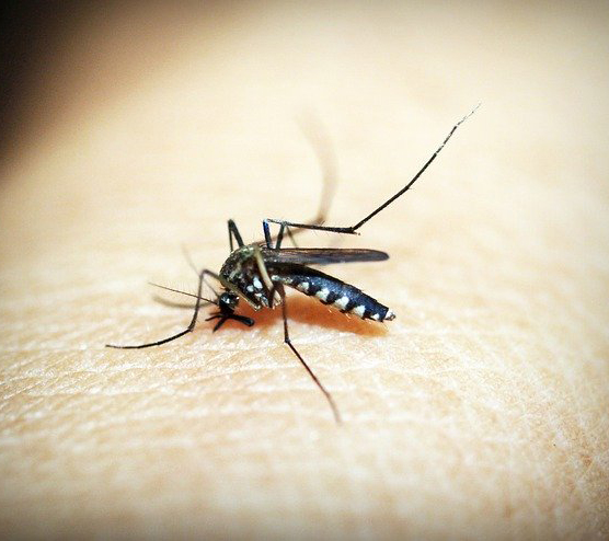 metodo wolbachia dengue