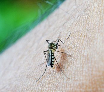 novos casos dengue