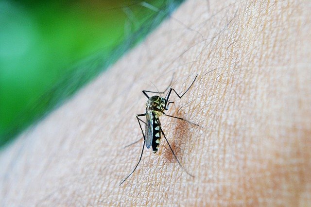 novos casos dengue