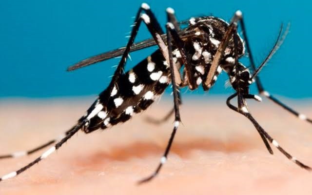 dengue lumiratek