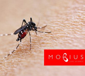 dengue-mobius