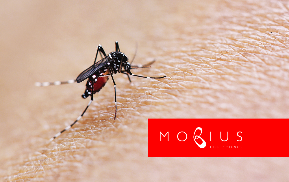 dengue-mobius